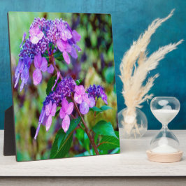 Paarse Twist and Shout Hortensia Bloem Fotoplaat