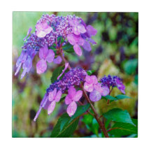 Paarse Twist and Shout Hortensia Bloem