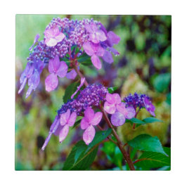 Paarse Twist and Shout Hortensia Bloem Tegeltje