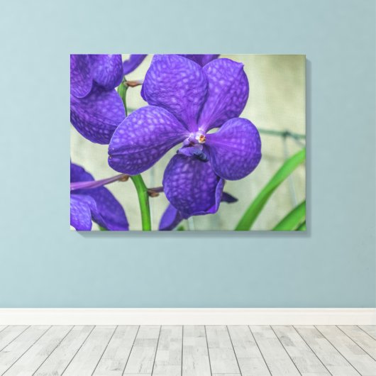 Paarse vanda orchidee uitzicht canvas print (Insitu (Houten vloer))