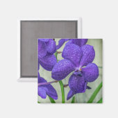 Paarse Vanda orchideeën uitzicht Magneet (Voorkant / Achterkant)