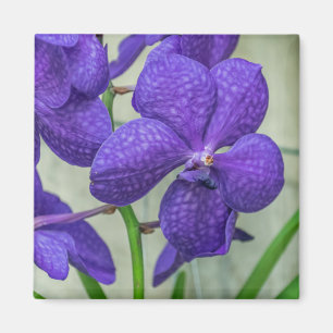 Paarse Vanda orchideeën uitzicht Magneet