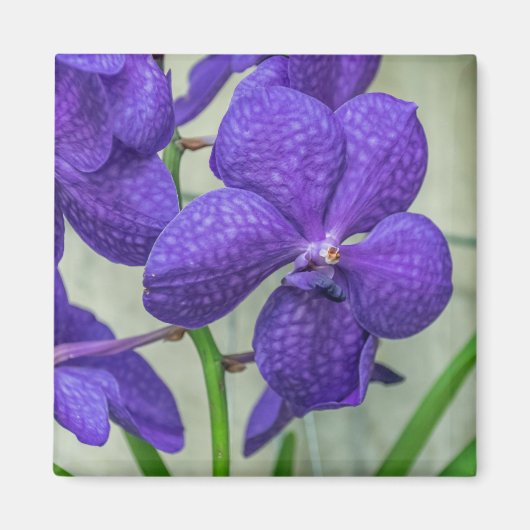 Paarse Vanda orchideeën uitzicht Magneet (Voorkant)