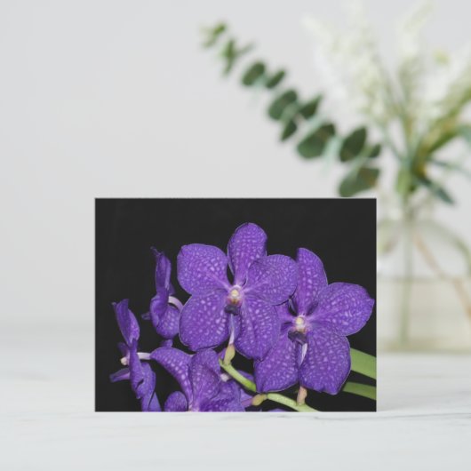 Paarse vandagorchidee briefkaart (Staand voorkant)