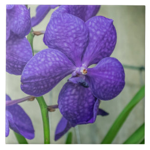 Paarse vandalen orchideeën tegeltje
