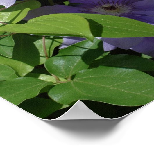 Paarse vangnetten tegen zonlicht poster (Hoek)