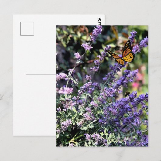 Paarse vangstofventilator met vlinder briefkaart (Voorkant / Achterkant)