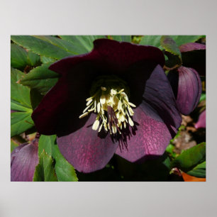Paarse Vastenroos Paasbloem Poster