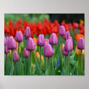 Paarse veertulpen poster