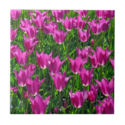 Paarse veertulpen tegeltje (Voorkant)