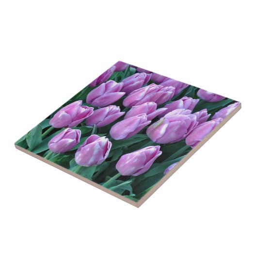 Paarse veertulpen tegeltje (Zijkant)