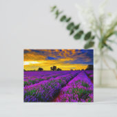 Paarse velden briefkaart (Staand voorkant)