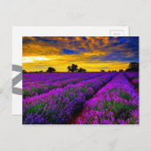 Paarse velden briefkaart (Voorkant / Achterkant)