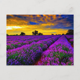 Paarse velden briefkaart