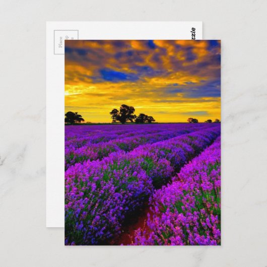 Paarse velden briefkaart (Voorkant / Achterkant)