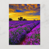 Paarse velden briefkaart (Voorkant)