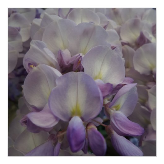 Paarse ventilator 20 x 20 inch, Poster papier, hal (Voorkant)