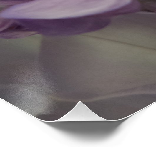 Paarse ventilator 20 x 20 inch, Poster papier, hal (Hoek)