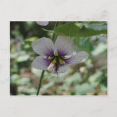 Paarse ventilator briefkaart (Voorkant)