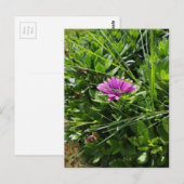 Paarse ventilator briefkaart (Voorkant / Achterkant)