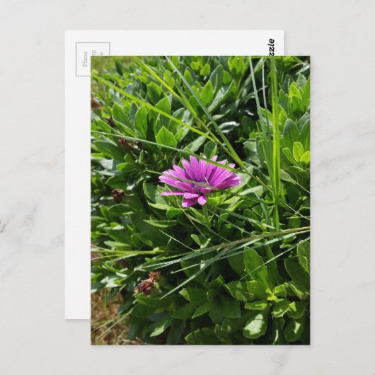 Paarse ventilator briefkaart (Voorkant / Achterkant)