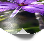 Paarse ventilator foto afdruk (Hoek)