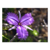 Paarse ventilator foto afdruk (Voorkant)