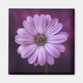 Paarse ventilator in Bloom Magneet (Voorkant)