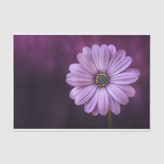 Paarse ventilator in Bloom Tissuepapier (Voorkant)