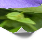  Paarse ventilatorfoto Poster (Hoek)