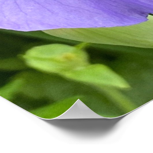  Paarse ventilatorfoto Poster (Hoek)