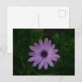 Paarse ventilatorfotografie briefkaart (Voorkant / Achterkant)