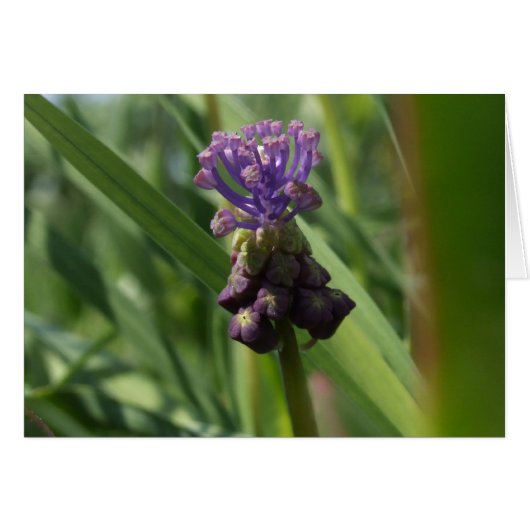 Paarse ventilatorkaart (Voorkant Horizontaal)