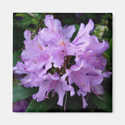 Paarse ventilatormagneet magneet (Voorkant)