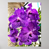 Paarse ventilatormotor orchidee tropisch Plant Poster (Voorkant)