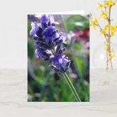 Paarse ventilatorspike kaart (Gele Bloem)