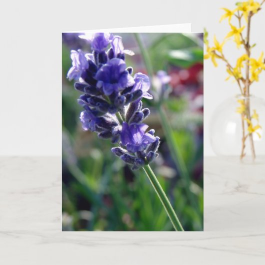 Paarse ventilatorspike kaart (Gele Bloem)