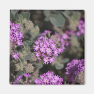 Paarse Verbena Coachella Valley Wildlife Preserve Magneet