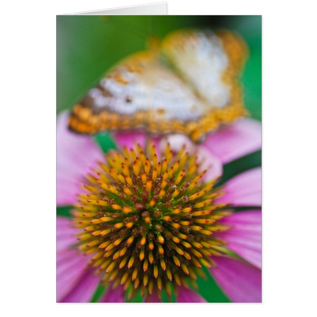 Paarse verklikstof (Voorkant)