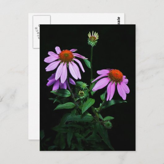 Paarse verklikstof briefkaart (Voorkant / Achterkant)