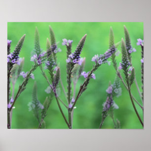 Paarse Vermenigvuldigde Bloemen Vervain Poster