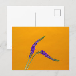 Paarse Veronicas-Briefkaart Briefkaart