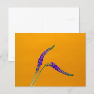 Paarse Veronicas-Briefkaart Briefkaart