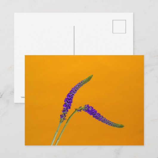 Paarse Veronicas-Briefkaart Briefkaart (Voorkant / Achterkant)