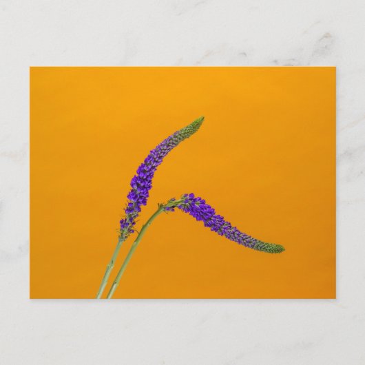 Paarse Veronicas-Briefkaart Briefkaart (Voorkant)