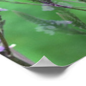 Paarse Vervain Flowers vermenigvuldigd Poster (Hoek)