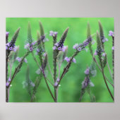 Paarse Vervain Flowers vermenigvuldigd Poster (Voorkant)