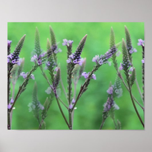 Paarse Vervain Flowers vermenigvuldigd Poster (Voorkant)