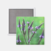 Paarse Vervain Wildflower Flower Magnet (Voorkant / Achterkant)