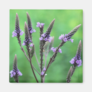 Paarse Vervain Wildflower Flower Magnet